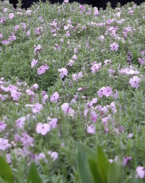 Phlox douglasii `Lilac Cloud`